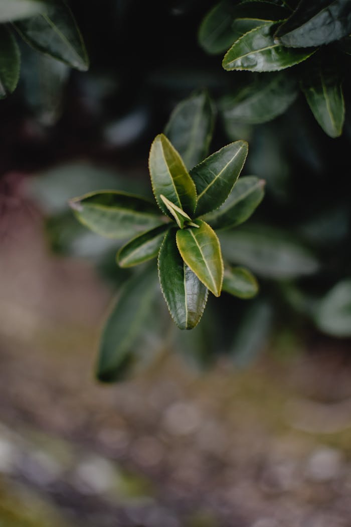 core-values Macro shot of fresh tea leaves in Wazuka, Kyoto, Japan, capturing natural beauty.