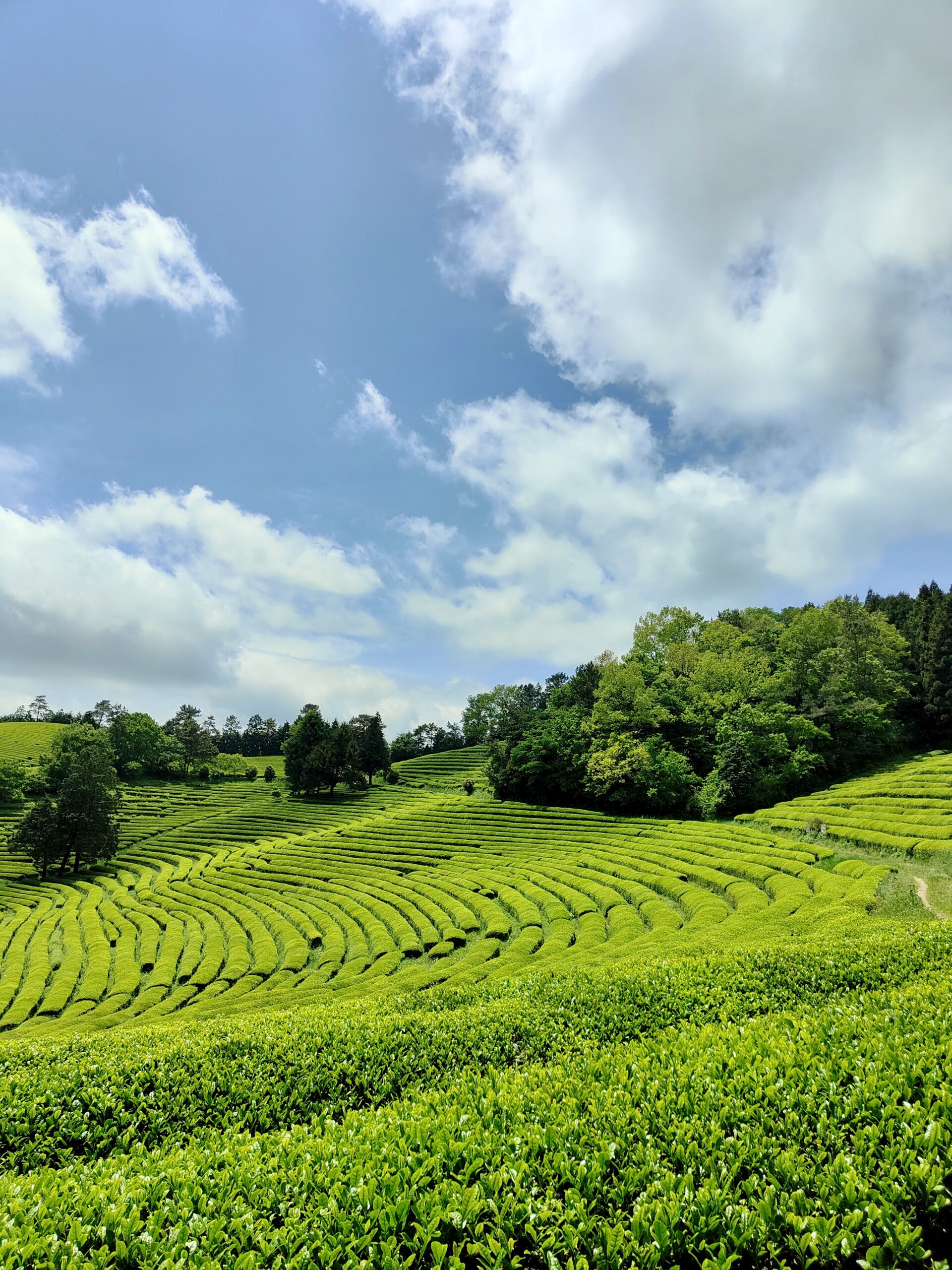 mentions légales,Maison Tsubaki