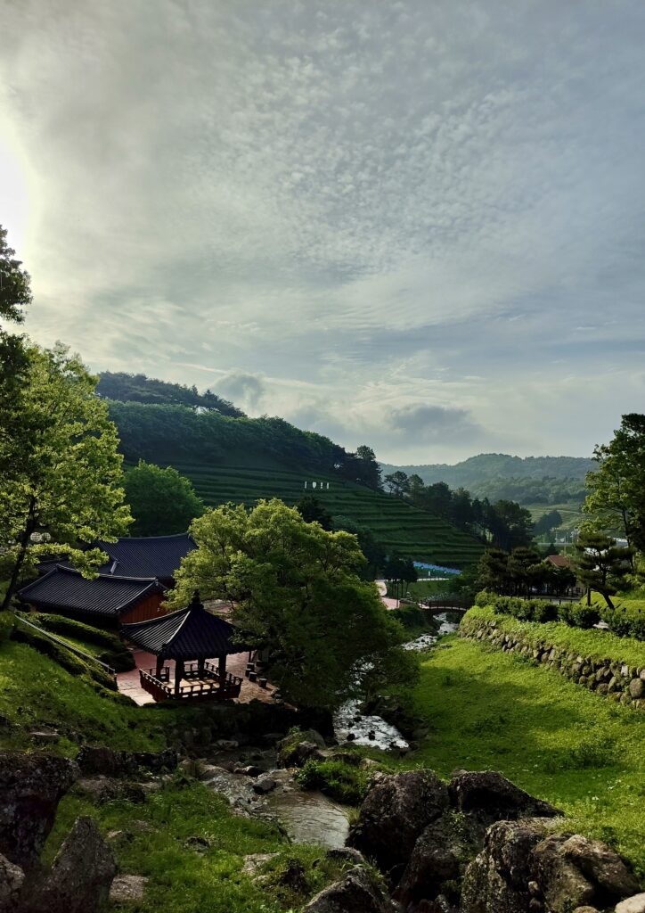Tea, Temple, korea, Boseong