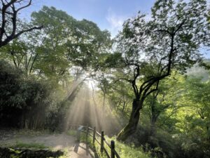 évènementiel,thé,moment