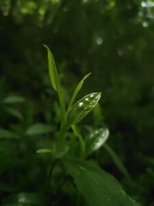 évènementiel,thé,moment