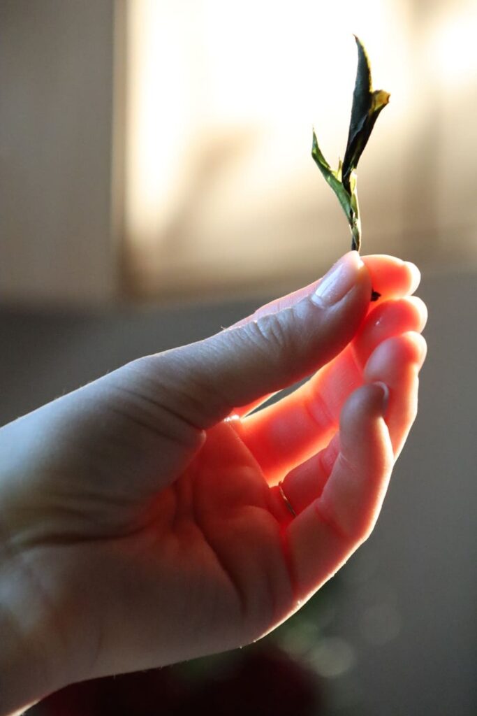 formations,professionnelles,thé