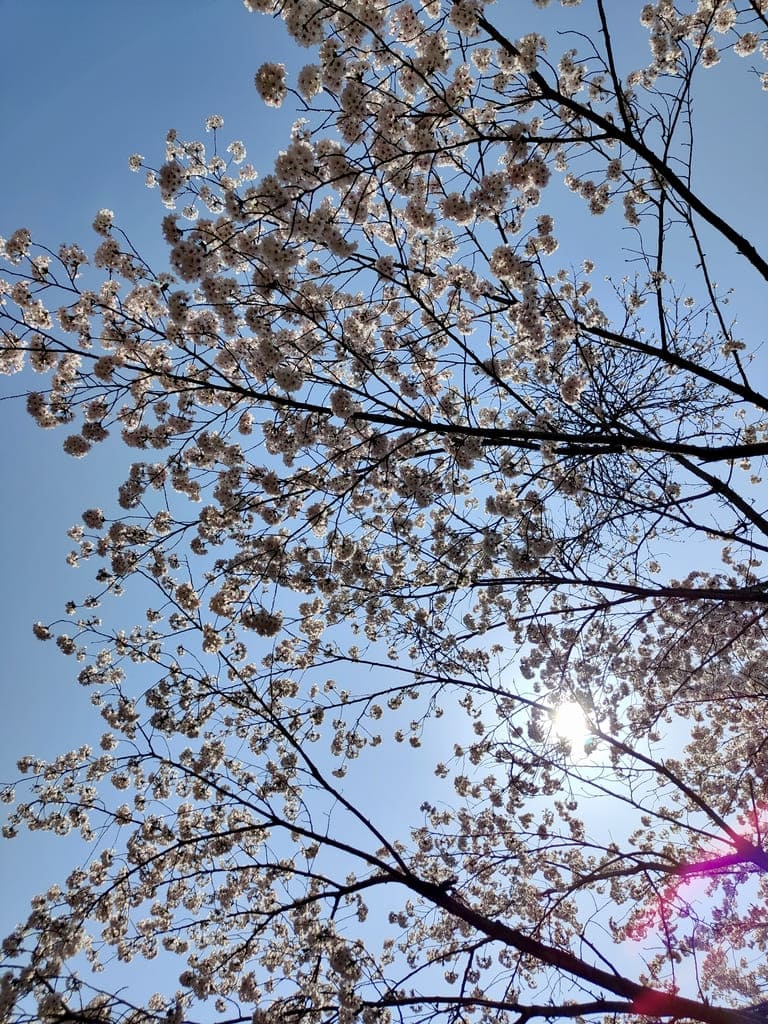 sakura japon ciel bleu 